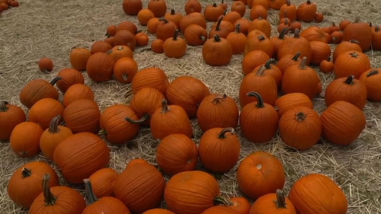 Don’t toss your Halloween pumpkin – bake, compost, or feed it to farm animals instead