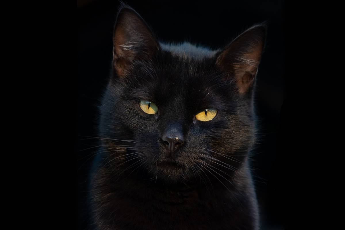 Valle Colino suspende la adopción de gatos negros para evitar rituales por Halloween