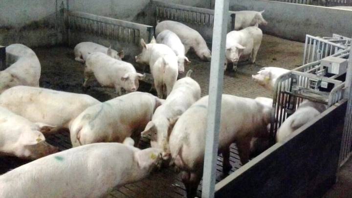 Gobierno tranquiliza y apoya al sector porcino tras la imposición de aranceles chinos a las exportaciones