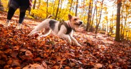 Pet owners warned of 'mystery illness' causing dogs concerning symptoms after walks