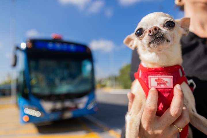 Querétaro tendrá transporte público Pet Friendly