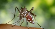 Killer mosquitoes which spread deadly diseases coming to Britain, experts warn