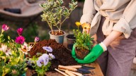 The Beautiful Fall Foliage Plant That's Great For Growing In Containers