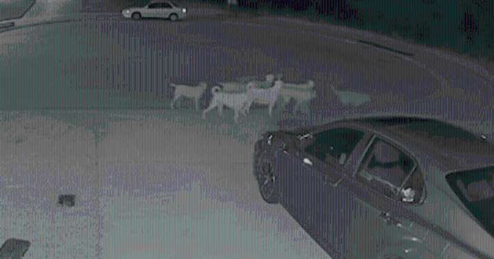 Godley approves emergency plan to remove roaming dog pack
