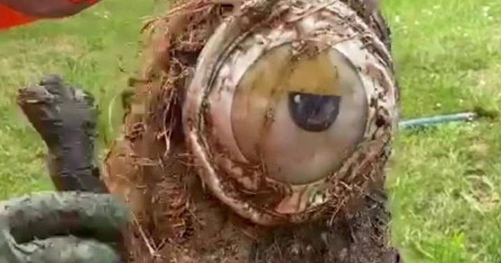 Kevin the Minion flushed down toilet blocks drain for neighborhood