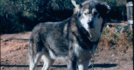 Perpetuating the heritage dogs of the North with Mary Shields