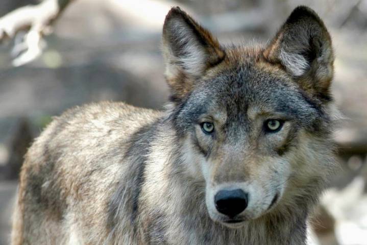 California wildlife officials kill 4 gray wolves over Sierra Valley livestock attacks