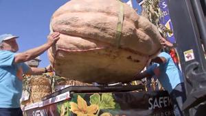 How to grow a giant pumpkin, with help from science