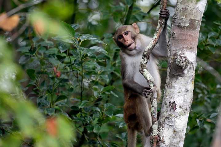 Monkeys escape from overturned truck on highway, were carrying diseases