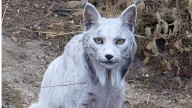 ‘Es un ser mitológico’: Esto sabemos del misterioso lince blanco visto en Jaén