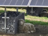 ‘Significant milestone’: Cumberland County township unveils new solar field