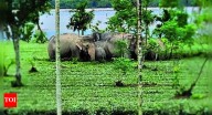 West Bengal: Flood waters wash away rhinos, trap jumbos near Gorumara, Jaldapara
