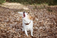 13 Dog Breeds That Turn Barking Into A Full