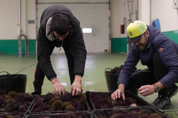 El erizo de mar se podrá pescar en Cantabria en Liñera, Comillas, La Maruca y La Arnía