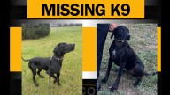 Kent County Sheriff's Office asking for help finding missing K9