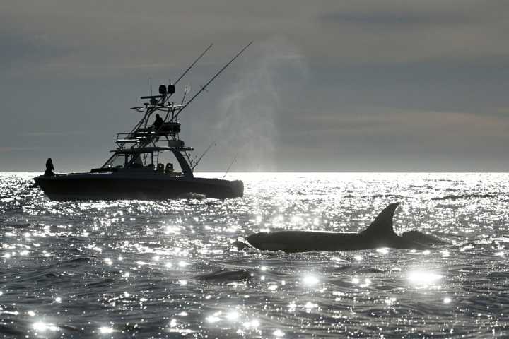 Republicans Try To Weaken Law Protecting Whales, Seals And Polar Bears