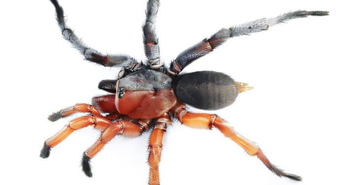 'Ladyboy' spiders with half male and female parts astonish boffins in Thai forest