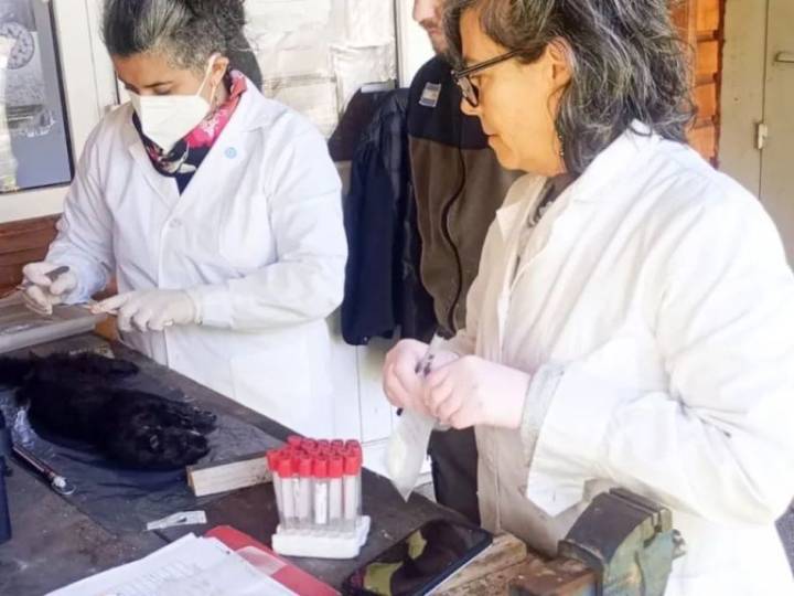 Provincia y Parques Nacionales realizan acciones para el control del visón americano