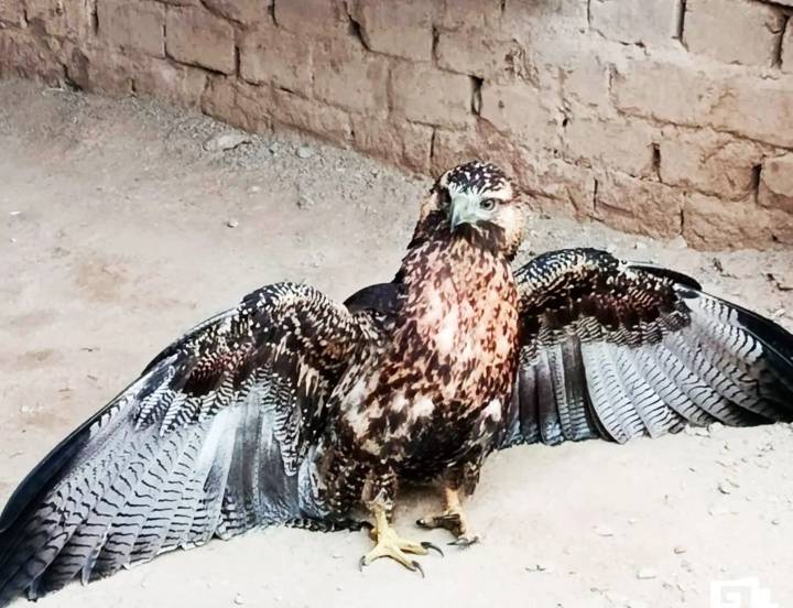 Trujillo: serenos de Huanchaco rescatan a un águila herida en centro poblado Víctor Raúl