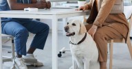 Vets could be forced to publish prices and cap prescription costs in major shake