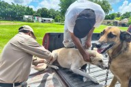 Vacunación antirrábica gratuita para perros y gatos llega a seis municipios de Campeche este martes; ¿dónde acudir?
