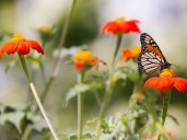 Quinte Conservation's Adopt an Acre supports pollinators and students