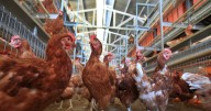Highly contagious bird flu detected at Georgia commercial chicken facility