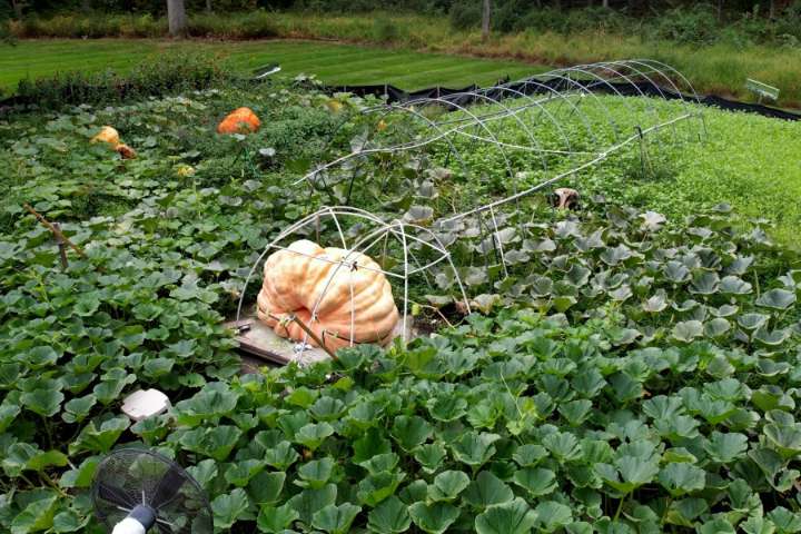 How to grow a giant pumpkin, with help from science