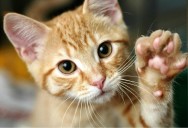 Infecciones urinarias en perros y gatos: cómo identificarlas y tratarlas a tiempo