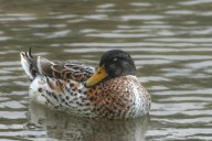 TWRA to Open 2025 Mid-Season Waterfowl Quota Hunt Applications on October 22