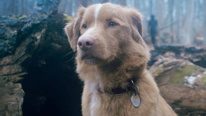 'Good Boy' Dog Indy Signs Open Letter to Oscars for Animal Actors