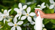 Planta de jazmín: por qué debes rociar sus hojas con espuma de jabón blanco