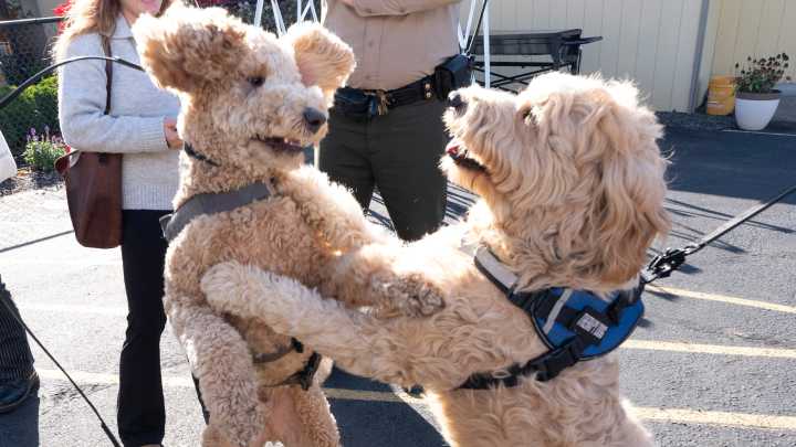 Watch how Working Dogs of Oregon help bring comfort