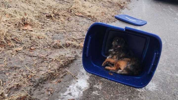 Woman Approaches Abandoned Bag Near Michigan Road And Finds A Life Trapped Inside