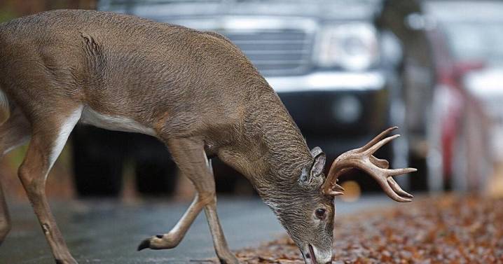 The coverage that pays for deer and other animal collisions