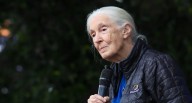 Murió Jane Goodall, reconocida experta en primates, a los 91 años 