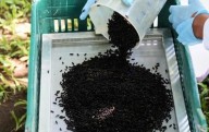 Espera México erradicar gusano con planta de mosca estéril