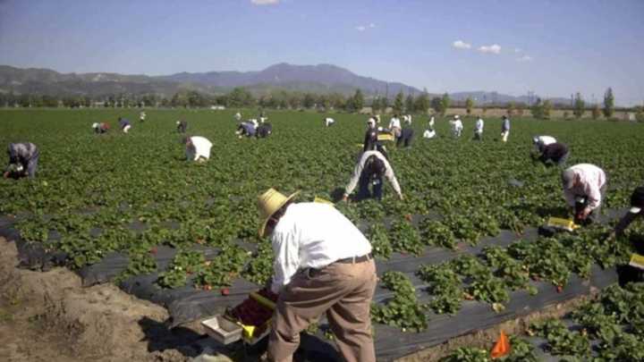"Las cosechas no esperan": estas son las soluciones que plantea ASAJA para paliar la falta de mano de obra en el campo