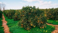Agricultura anticipa 39 millones de euros en ayudas de la PAC a 27.931 agricultores y ganaderos valencianos