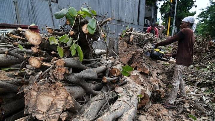 Supreme Court To Hear BMC Plea For Cutting More Trees For Goregaon–Mulund Link Road Project On October 27