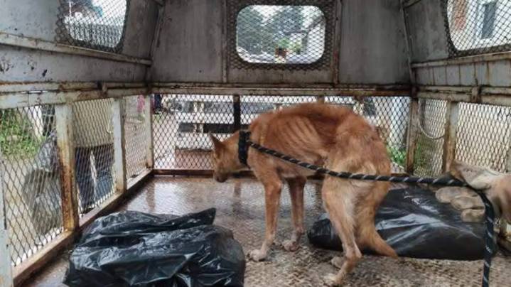 Avanza iniciativa para recrudecer penas por crueldad animal en Michoacán