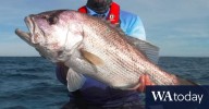 WA fishing restrictions: Snapper, dhufish plummet to ‘severe’ levels, tough decisions loom for fishers