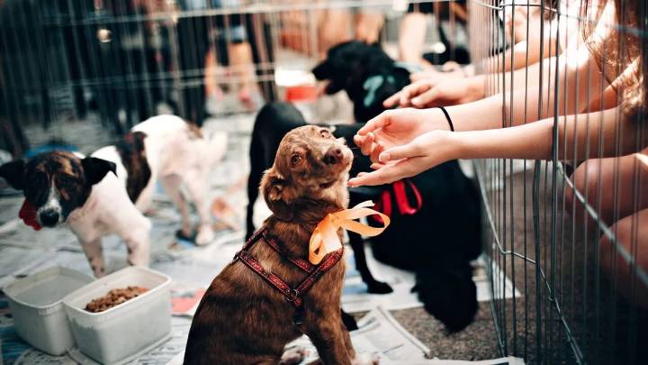 Tlalnepantla realiza Feria de Adopción “Tu Casa, Su Hogar” para promover el bienestar animal﻿