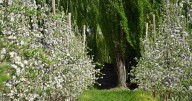 Fruticultura: a qué se debe el «corrimiento» o purga que preocupa a los productores de manzanas y peras de Río Negro y Neuquén