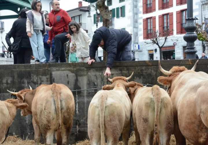 Navarra cancela las ferias de ganado por la dermatosis nodular y Gipuzkoa extrema las precauciones
