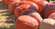 Hartsburg Pumpkin Festival brings fall to mid