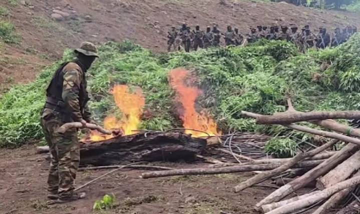 Destruyen 6 hectáreas de marihuana camuflada con frijol en Zulia