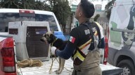 Capturan a jauría de perros en Urbi Villa del Cedro III