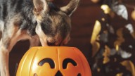 VERIFY: These Halloween candies are the most dangerous to pets