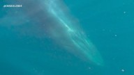 Video shows canoer’s encounter with Bryde’s whale in San Diego